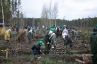 В Первоуральске заложен «Лес Победы» и высажено 32 тысячи саженцев